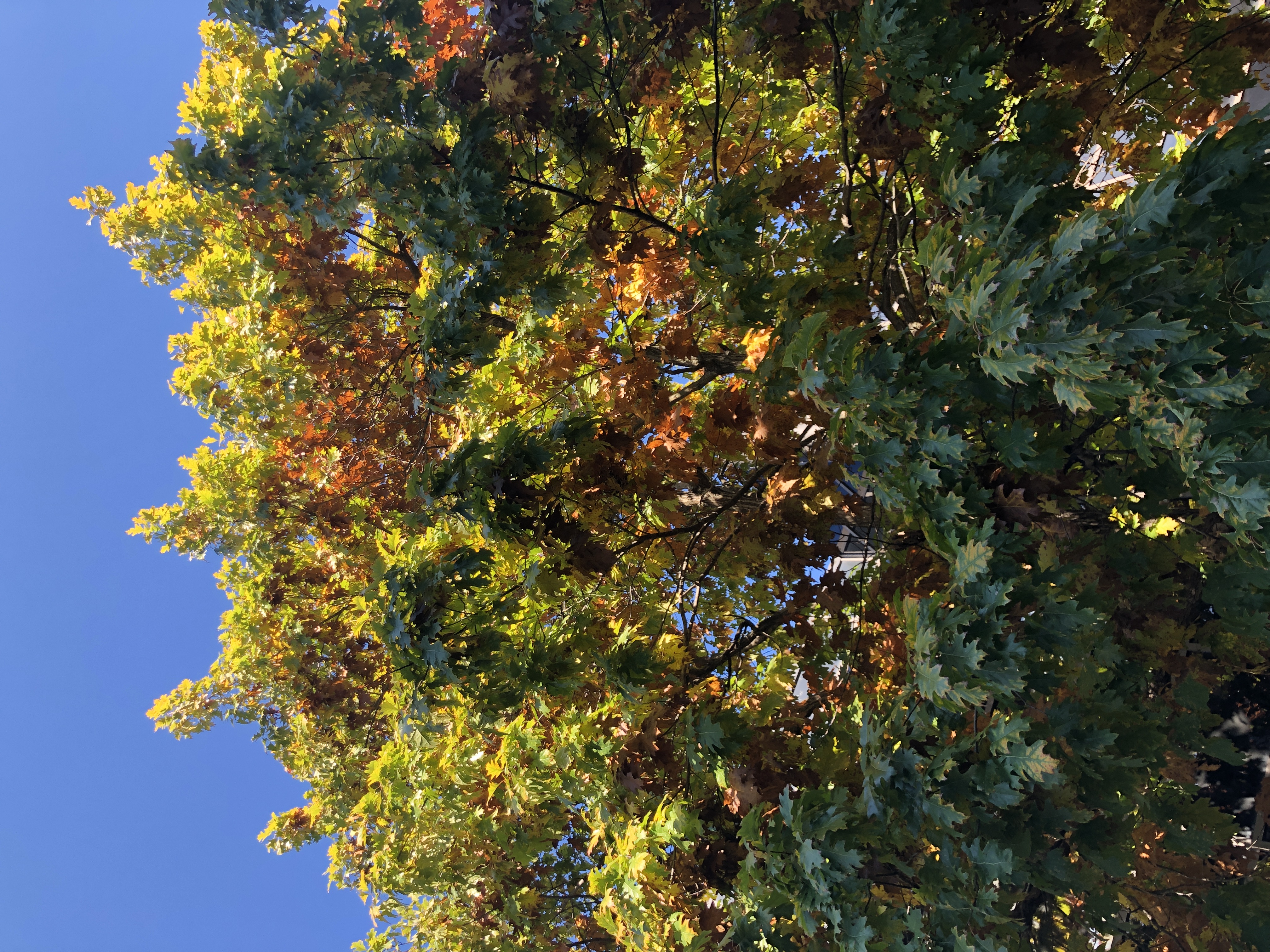 Core leaves brown completely while the outer ones are still green