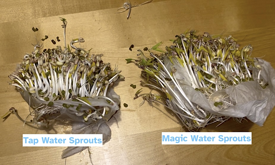 The two bean conditions, left is tap water and right is magic water