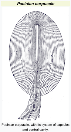 Pacinian corpuscle image I got from <a href="https://en.wikipedia.org/wiki/Pacinian_corpuscle">Wikipedia</a>